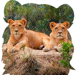 Bioparque Amaru