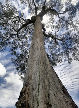 Fundación Amaru